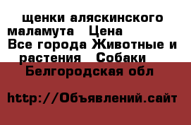 щенки аляскинского маламута › Цена ­ 20 000 - Все города Животные и растения » Собаки   . Белгородская обл.